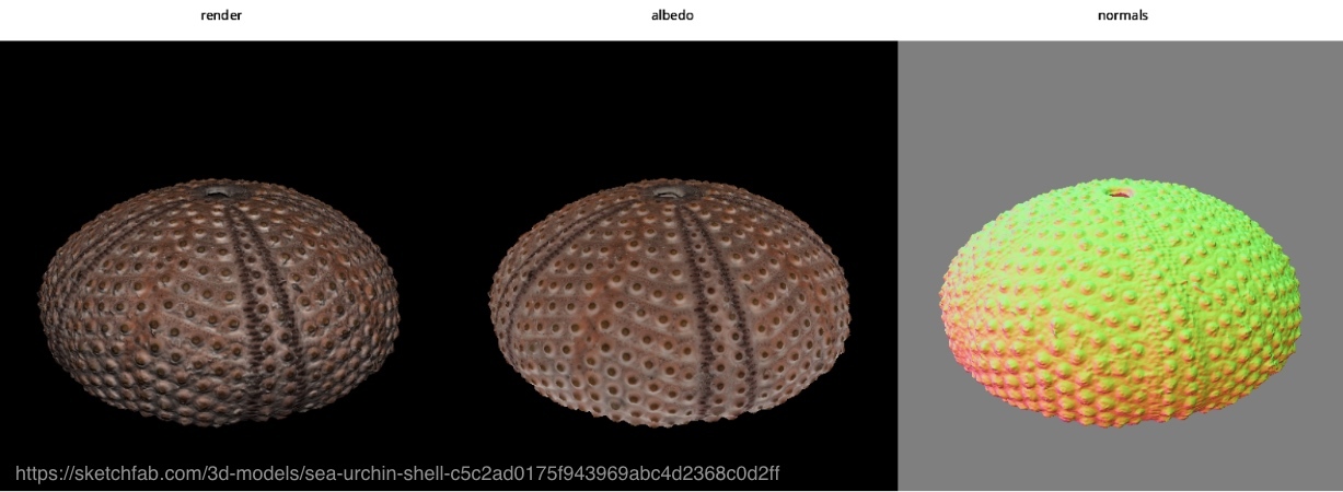 ../_images/easy_render_urchin.jpg